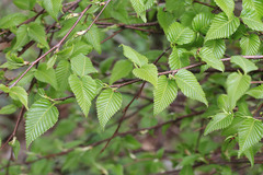 Betula costata