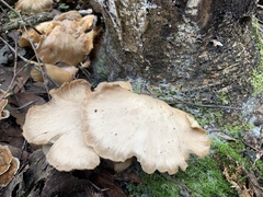 Omphalotus nidiformis