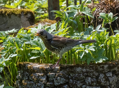 Turdus pilaris