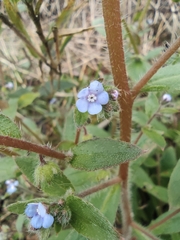 Thyrocarpus sampsonii