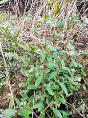 Thyrocarpus sampsonii