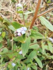 Thyrocarpus sampsonii