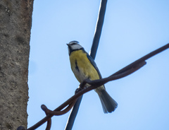 Cyanistes caeruleus