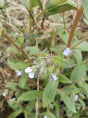 Thyrocarpus sampsonii