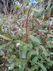 Thyrocarpus sampsonii