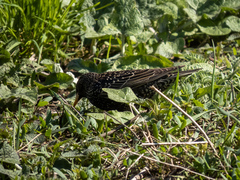 Sturnus vulgaris