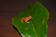 Dendropsophus miyatai