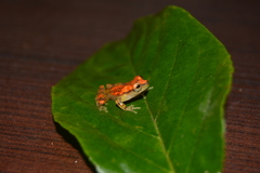 Dendropsophus miyatai
