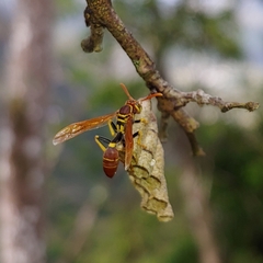 Mischocyttarus phthisicus