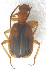Brachinus dorsalis