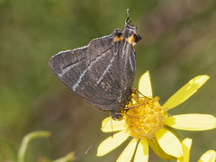 Atlides thargelia