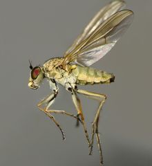 Scorpiurus aramoana