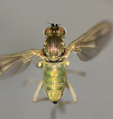 Scorpiurus aramoana