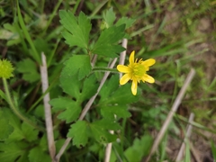 Ranunculus sieboldii
