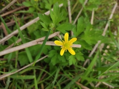 Ranunculus sieboldii