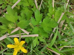 Ranunculus sieboldii