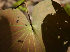 Piliostigma foveolatum