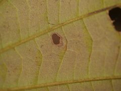 Piliostigma foveolatum