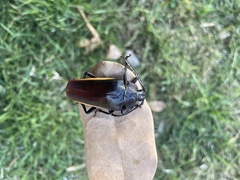 Solenoptera