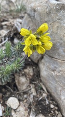 Draba cuspidata