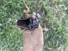 Solenoptera