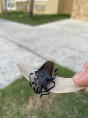 Solenoptera