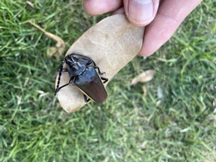 Solenoptera
