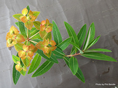 Euphorbia griffithii