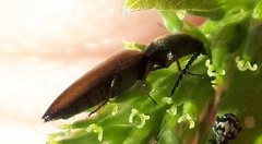 Corymbitodes tarsalis