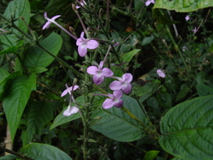 Pachystachys dubiosa