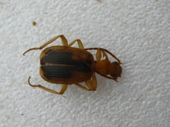Brachinus dorsalis