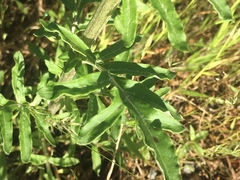 Hymenopappus artemisiifolius artemisiifolius