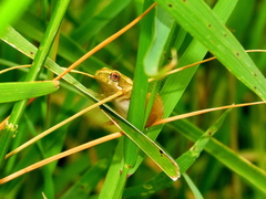 Hyperolius marmoratus marmoratus