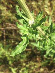 Hymenopappus artemisiifolius artemisiifolius