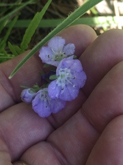 Phacelia strictiflora robbinsii