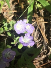 Phacelia strictiflora robbinsii