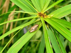 Hyperolius marmoratus marmoratus