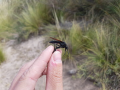 Pronomopsis chalybea