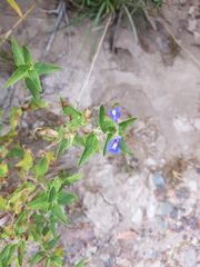 Salvia cuspidata