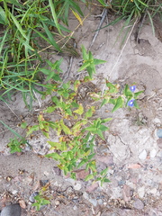 Salvia cuspidata