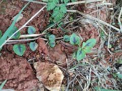 Lysimachia congestiflora