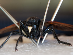 Pronomopsis chalybea