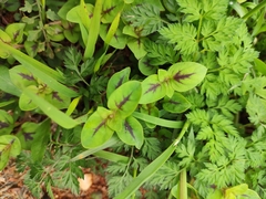 Lysimachia congestiflora