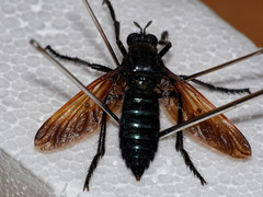 Pronomopsis chalybea