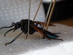 Pronomopsis chalybea