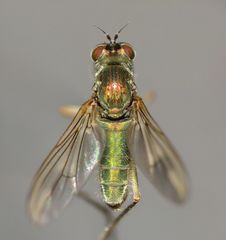 Scorpiurus aramoana