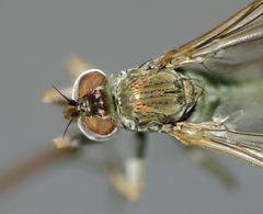 Scorpiurus aramoana