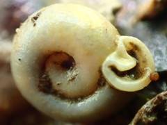 Daedalochila