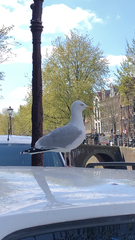 Larus argentatus