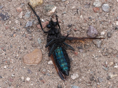 Pronomopsis chalybea